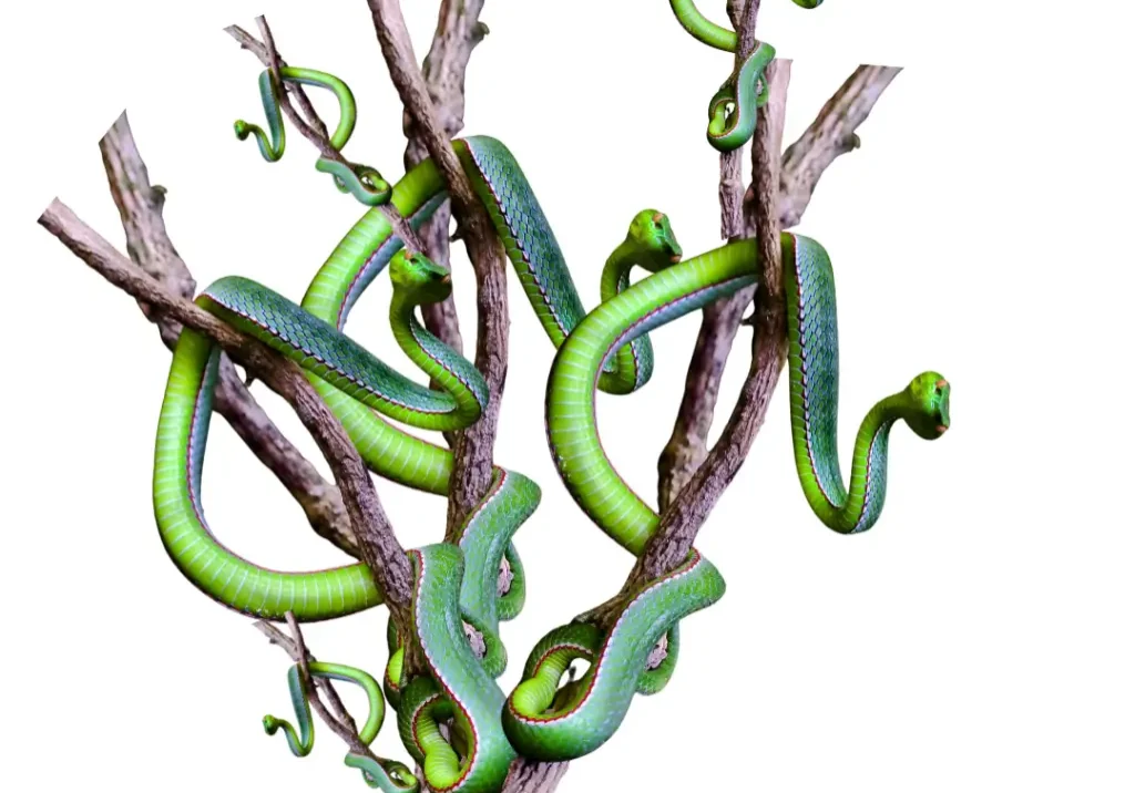 Green snakes coiled on tree branches.